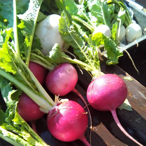 美味しい赤かぶ