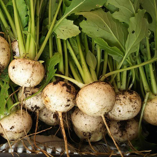 泥付きなのに美しいカブ、不思議