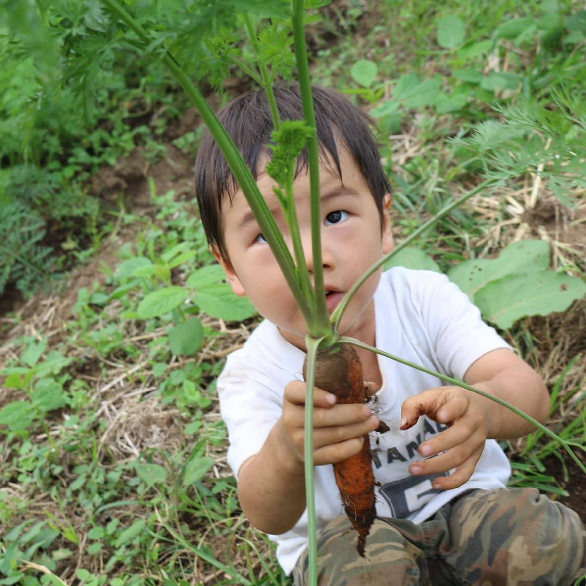人参、なんかすごい