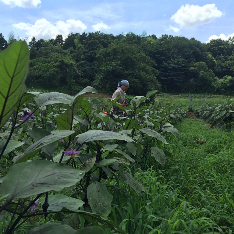 緑肥を利用したナス栽培