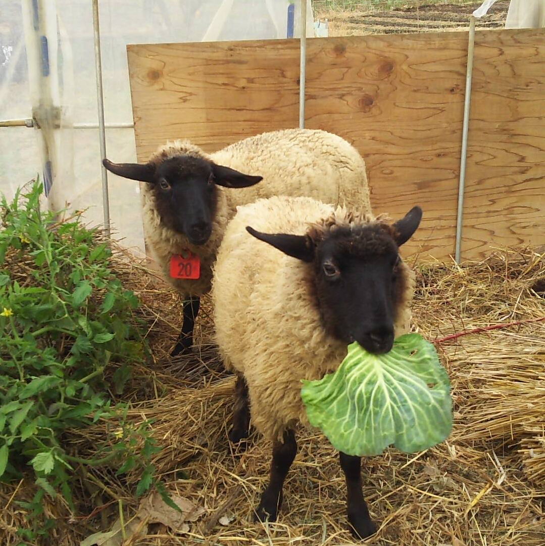 なにそれおいしいの？