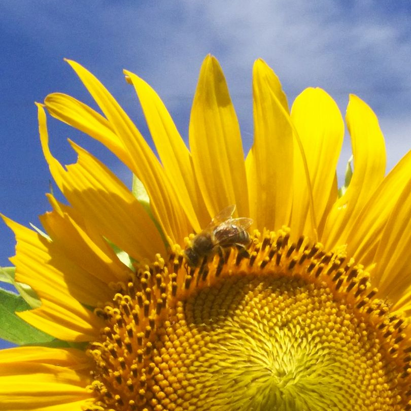 おひさまのよう