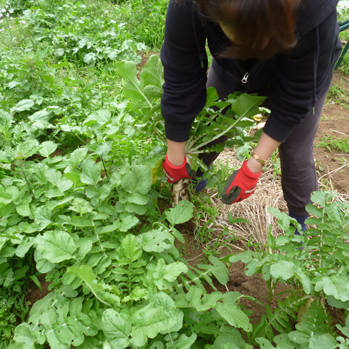 大根ほったどー