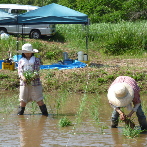 田植え